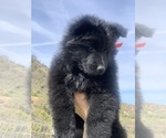 Small #132 Breeder Profile image