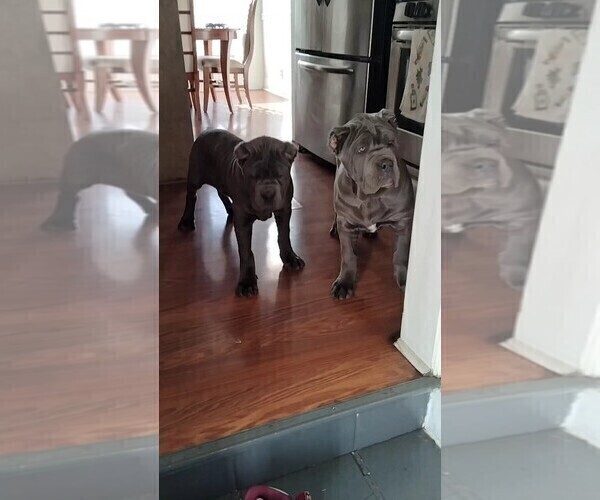 Medium Photo #8  Breeder Profile in DETROIT, MI, USA