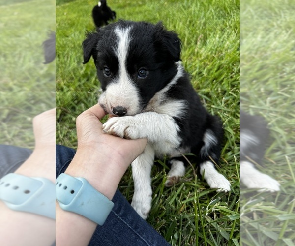 Medium Photo #17  Breeder Profile in SWANNANOA, NC, USA