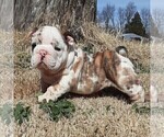 Small Photo #1  Breeder Profile in GREEN FOREST, AR, USA