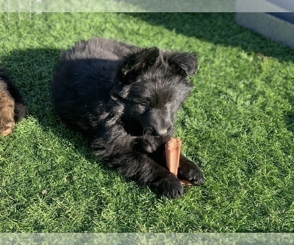 Medium Photo #149  Breeder Profile in PINON HILLS, CA, USA
