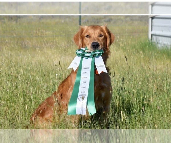Medium Photo #3  Breeder Profile in IDAHO FALLS, ID, USA