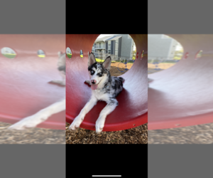 Main photo of Australian Cattle Dog-Pomsky Mix Dog Breeder near SAN ANTONIO, TX, USA