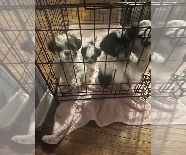 Medium Photo #1  Breeder Profile in CHAMBLEE, GA, USA