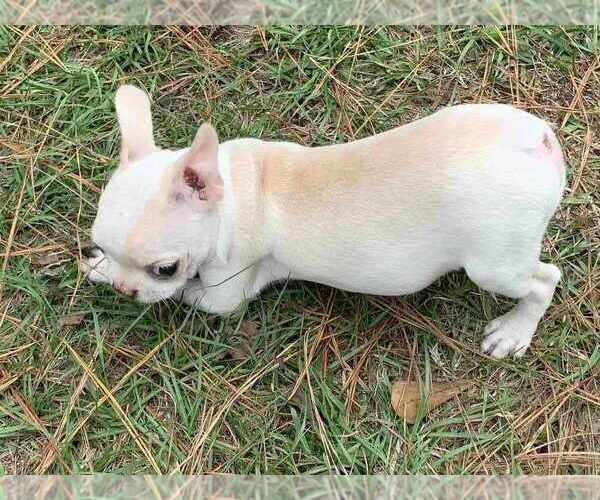 Medium Photo #1  Breeder Profile in PINK HILL, NC, USA