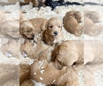 Small #20 Breeder Profile image
