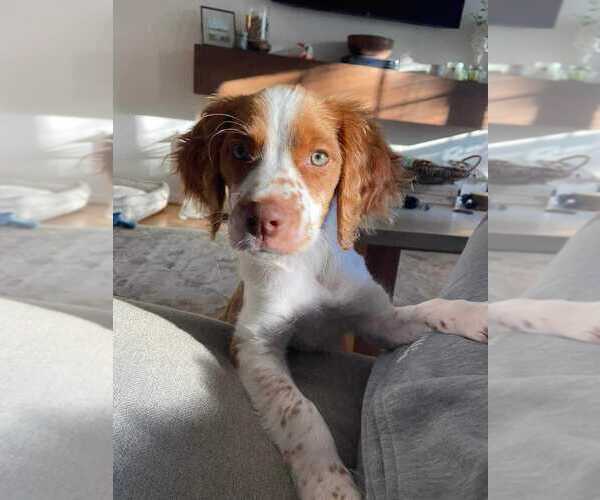 Medium Photo #113  Breeder Profile in HORTENSE, GA, USA