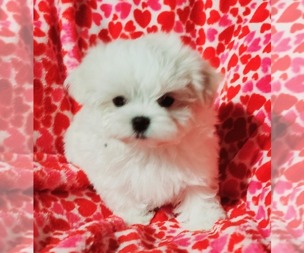 Medium Photo #1  Breeder Profile in BRANDON, MS, USA