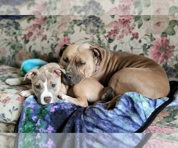 Medium Photo #6  Breeder Profile in BARNEGAT, NJ, USA