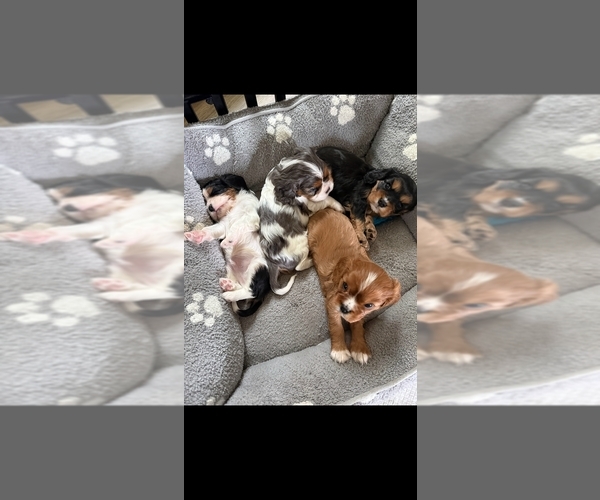 Medium Photo #1  Breeder Profile in CLARKSTON, MI, USA