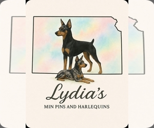 Miniature Pinscher Dog Breeder near OLATHE, KS, USA