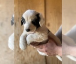 Small breeder photo