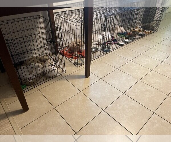 Medium Photo #1  Breeder Profile in PLANT CITY, FL, USA