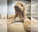 Small #2 Breeder Profile image