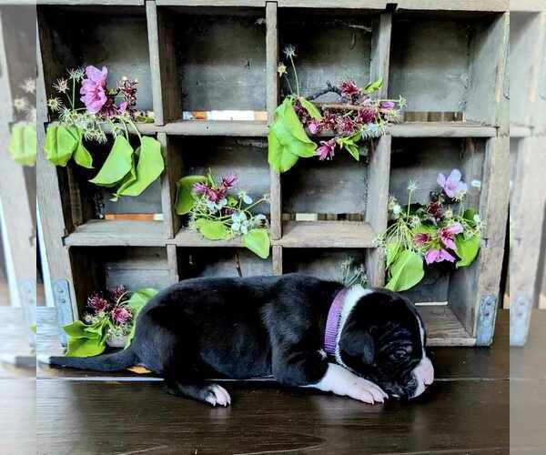 Medium Photo #1  Breeder Profile in SEYMOUR, TN, USA