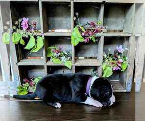 Great Dane Dog Breeder near SEYMOUR, TN, USA