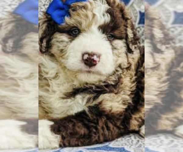 Medium Photo #1  Breeder Profile in DENTON, MD, USA
