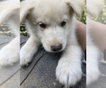 Small #4 Breeder Profile image
