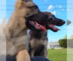 Small breeder photo