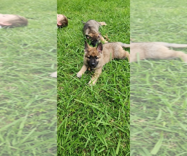 Medium Photo #29  Breeder Profile in HUMBOLDT, TN, USA