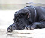 Small #44 Breeder Profile image