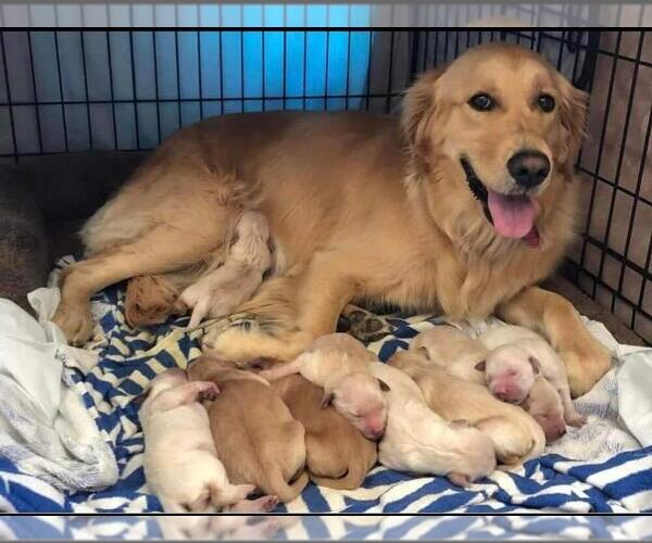 Medium Photo #1  Breeder Profile in DENISON, TX, USA