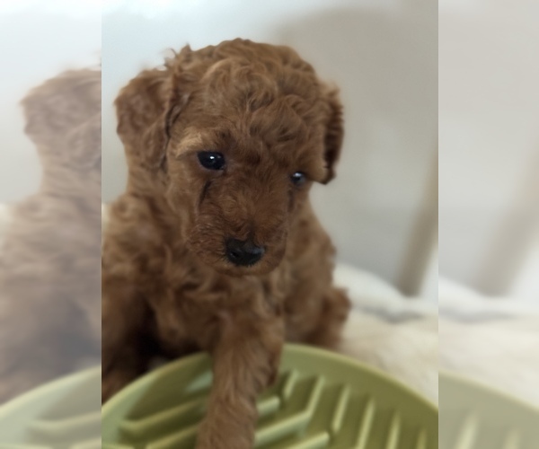 Medium Photo #5  Breeder Profile in HOUSTON, TX, USA