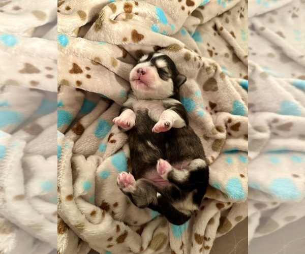 Medium Photo #7  Breeder Profile in CAVE CREEK, AZ, USA