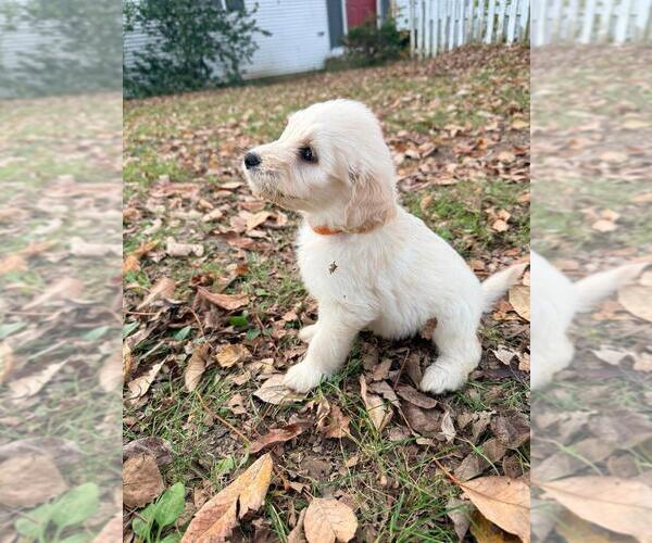 Medium Photo #4  Breeder Profile in MIDDLETOWN, OH, USA