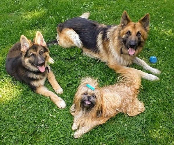 Medium Photo #1  Breeder Profile in EBENSBURG, PA, USA