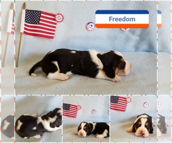 Medium Photo #1  Breeder Profile in BRYAN, TX, USA