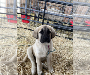 Anatolian Pyrenees Dog Breeder near SISTERS, OR, USA