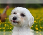 Small Photo #25  Breeder Profile in BARREN SPRINGS, VA, USA
