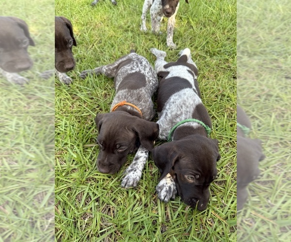 Medium Photo #26  Breeder Profile in LYONS, GA, USA