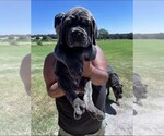 Small #1 Breeder Profile image