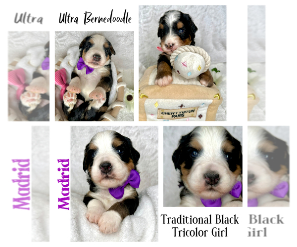 Medium Photo #44  Breeder Profile in BAKERSFIELD, CA, USA