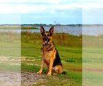 Small Photo #3  Breeder Profile in CLERMONT, FL, USA