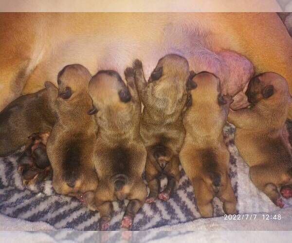 Medium Photo #15  Breeder Profile in PUNTA GORDA, FL, USA