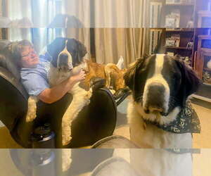 Saint Bernard Dog Breeder near CONVOY, OH, USA