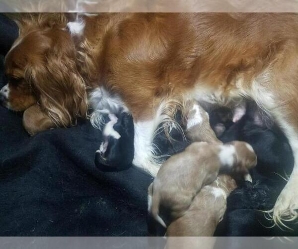 Medium Photo #1  Breeder Profile in BRANDYWINE, NY, USA