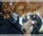 Small breeder photo