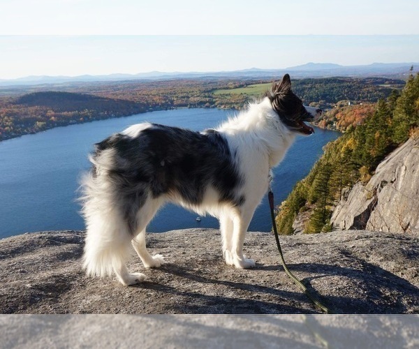 Medium Photo #22  Breeder Profile in CONWAY, MO, USA