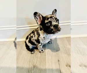 French Bulldog Dog Breeder near GREENSBORO, NC, USA