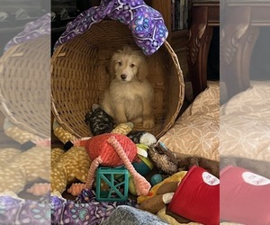 Goldendoodle Dog Breeder near GROTON, NY, USA