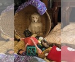 Small breeder photo