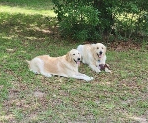 English Cream Golden Retriever Dog Breeder near HIGH SPRINGS, FL, USA