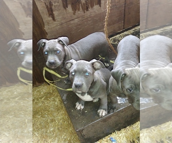 Medium Photo #1  Breeder Profile in NORMANDY PARK, WA, USA