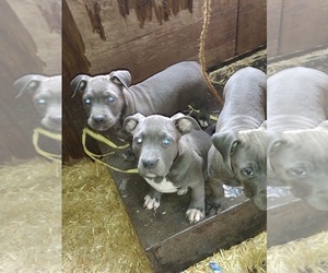 Staffordshire Bull Terrier Dog Breeder near NORMANDY PARK, WA, USA