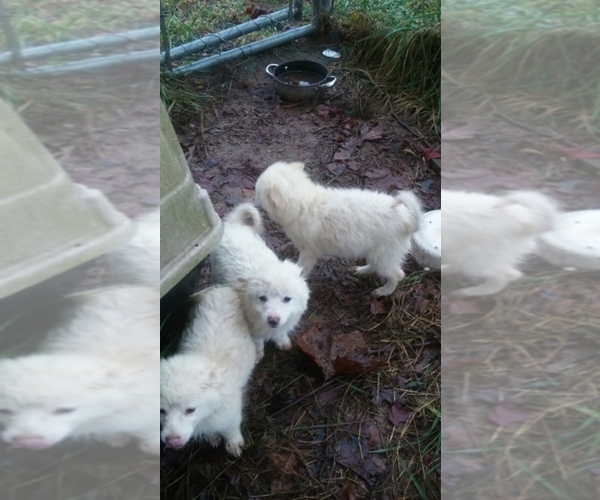 Medium Photo #1  Breeder Profile in Arab, AL, USA
