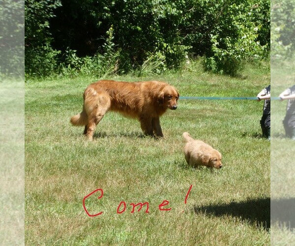 Medium Photo #6  Breeder Profile in WOLCOTT, VT, USA